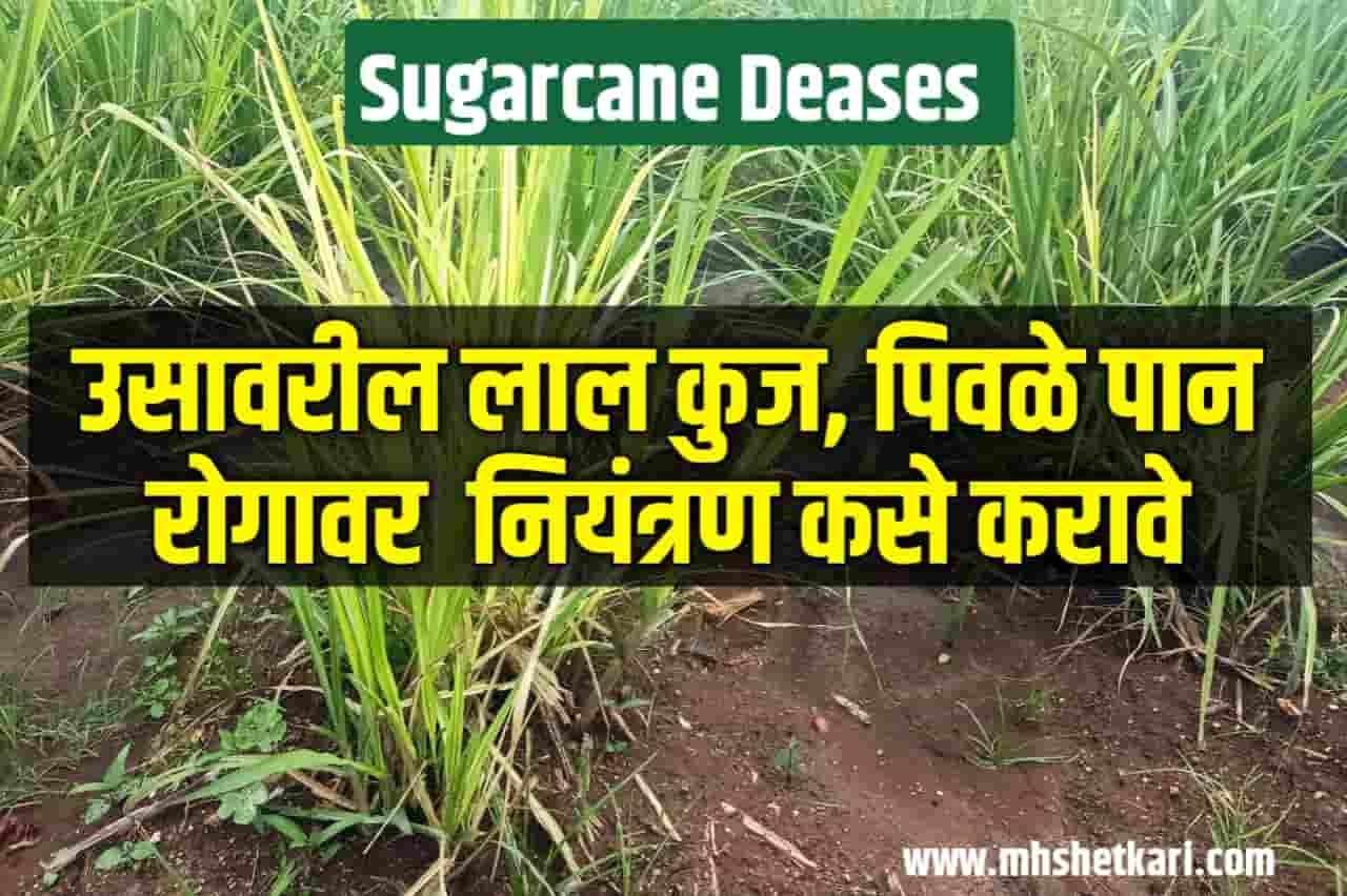 Sugarcane Diseases