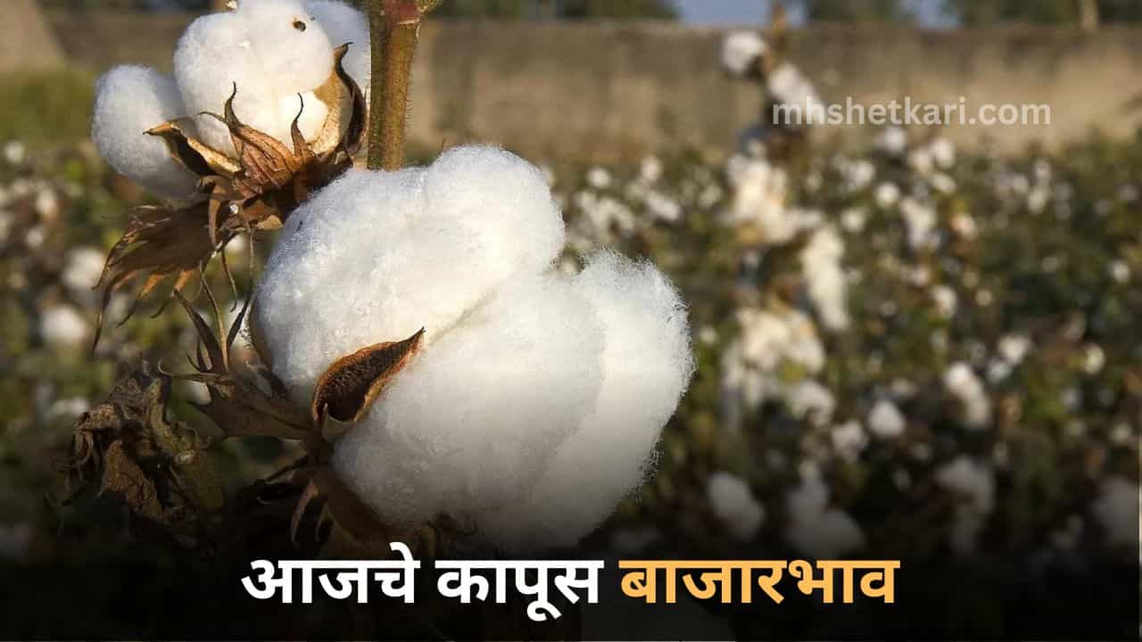 Cotton Rate Today: आजचे कापूस बाजारभाव