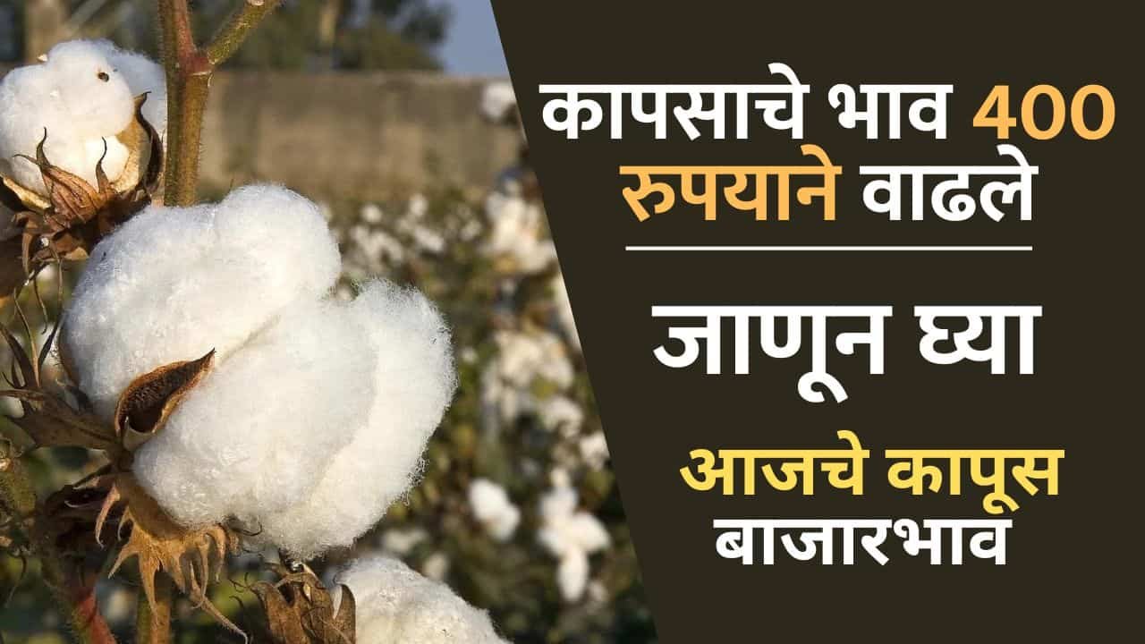 Cotton Rate Manvat