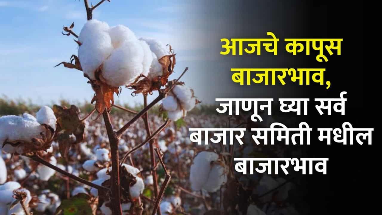 Cotton Rate Today Maharashtra